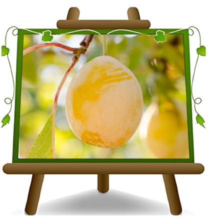 EURO PLANTS VIVAI Prunier Reine Claudia jaune plante fruitière en pot 24/26 cm hauteur maximale 180 cm - Âge 4 ans