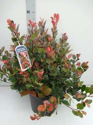 Photinia fras. 'Little Red Robin' - Photinia De Fraser 'Little Red Robin' 40-50 cm en pot