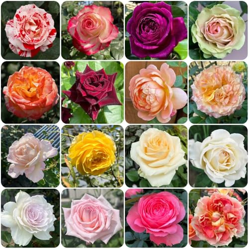 semillas de rosal, invernaderos de balcón semillas silvestres para lugares soleados Decoración jardín para exteriores resistentes exterior arbustos 500pcs