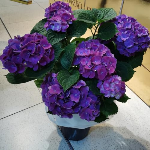 Semi di ortensia - semi di d'appartamento semi di regali da giardino per le donne 100pcs