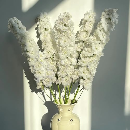 ritterspornsamen - delphinium balkonpflanzen ausgefallene geschenke rittersporn wiesensaatgut garten geschenk balkon blumenwiese topfblumen balkonblumen schnittblumen 450samen