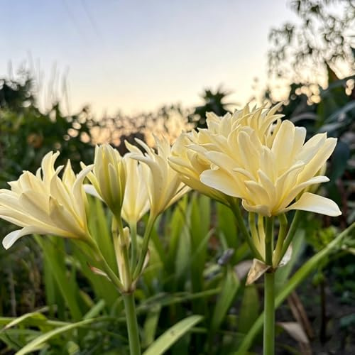 giglio ragno, giglio di sangue - sostenibili lycoris radiata resistenti giardino e balcone a precoce rari a primaverile 9bulbi