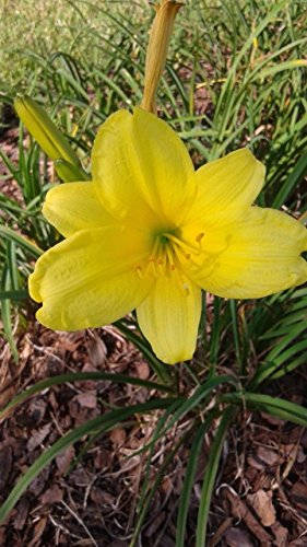 Hemerocallis amarillo (10 semillas) La cosecha de esta temporada fresca de mi jardín