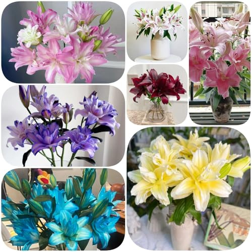 Semillas de lirio, Lilium brownii, jardín de balcón semillas silvestres raras jardín rocas resistentes aptas para las abejas interior resistentes al aire 60pcs