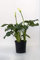 Plantì Calla in Vaso Zantedeschia Aethiopica - Pianta Fiorita da Interno, Calla Bianca Ornamentale - Pianta in Vaso Diametro 18 cm