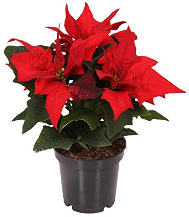Planta de la Navidad DECOALIVE Hojas de Color Rojo Planta Natural