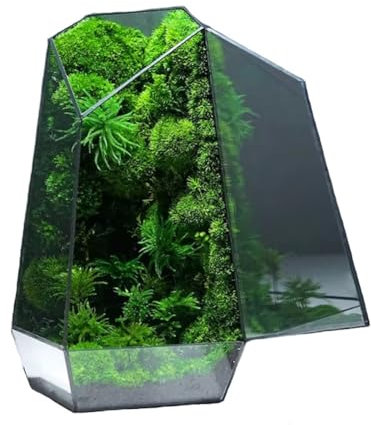 Terrario Geométrico De Vidrio,Terrario De Vidrio Geométrico, Suculentas Y Maceta De Aire para Plantas Suculentas Cactus Mesa(Solo Terario) (Color : 11 * 11 * 24cm)