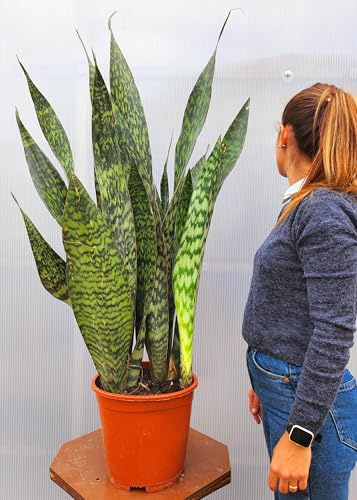 POWERS TO FLOWERS - SANSEVERIA GRANDIS ESEMPLARE, VASO 30CM DIAMETRO pianta vera