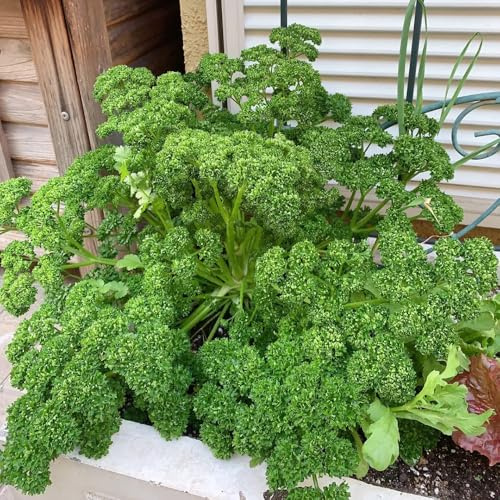 semi di prezzemolo resistente - giardino roccioso balcone biologici 300pcs