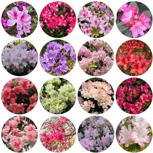 semillas de rododendro, azalea, Variedades antiguas y resistentes decoraciones de jardín exteriores jardín rocas interior 150pcs