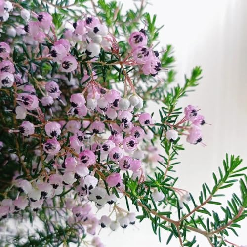 Heidekraut, blühende sträucher winterhart exotische büropflanzen wohnzimmer deko seltene stauden winterhart mehrjährig sträucher garten für sonnige plätze bio zimmerpflanzen alte 200Samen