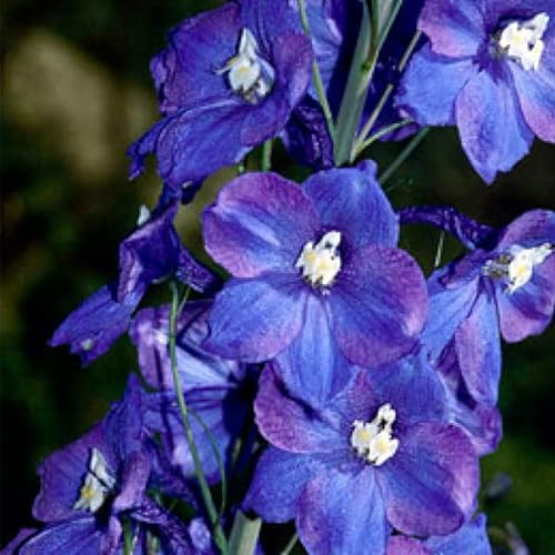 6 x Delphinium 'King Arthur' - Pacific Rittersporn King Arthur Topf 9x9cm