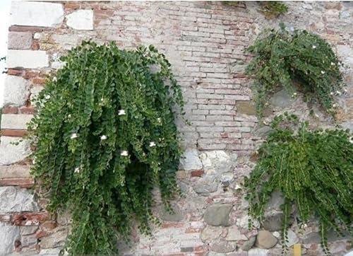 Pianta Cappero bellissima Terre di Romagna vaso 14cm Made in Italy