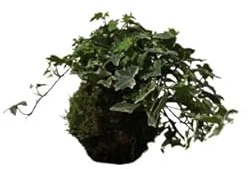 Kokedama Japonés Planta de Interior Hedera Helix DECOALIVE Planta Natural con Maceta de Musgo