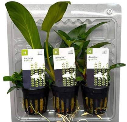 Anubias Topfpflanzen-Set – Bonsai, Hastifolia & Gracilis |Anubias Wasserpflanzen für Aquarium