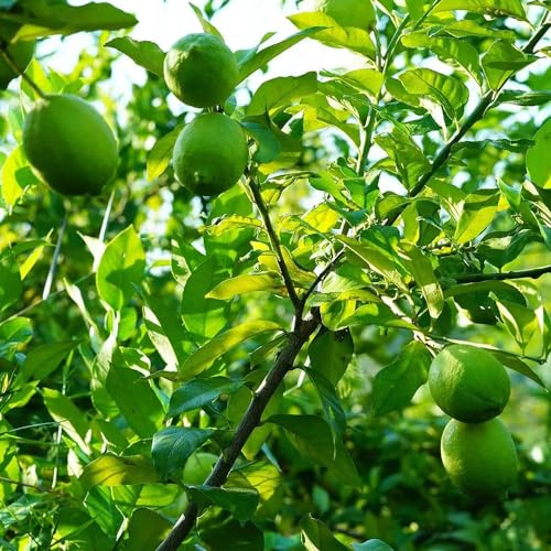 semillas de limonero, variedades antiguas semillas de exótico balcón limonero comprar columnares enanos, resistentes huerta 30pcs
