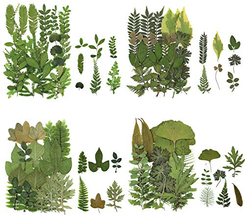 84 stycken torkade pressade blad växt herbariumblad kronblad blandade äkta naturliga torra blad för harts hantverk gör-det-själv nagelklistermärken dekorationer (A)