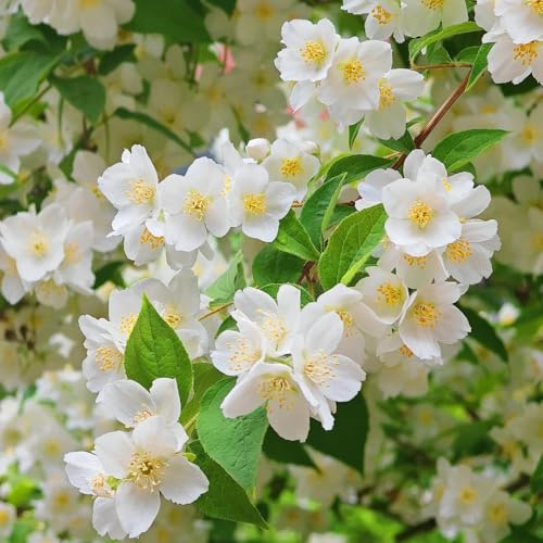 semillas resistentes de jazmín - jardín Decoración perenne 90pcs
