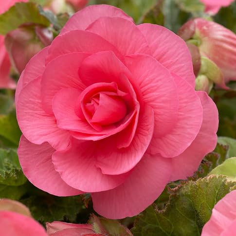 60 graines de fleurs de bégonia fraîches