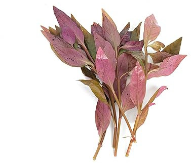 Lincolnshire Pond Plants Ltd Alternanthera lilacina - Tropical Aquarium Plants - Oxygenating Plant Aquarium, Fish Tank, Live Plants for aquascaping, Tropical Aquatic Plants.