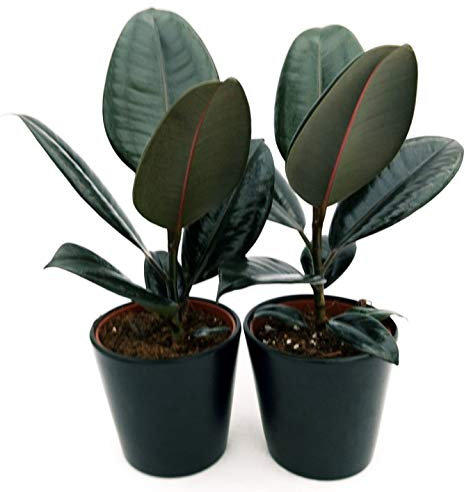POWERS TO FLOWERS - FICUS ROBUSTA ABIDJAN, 2 PIANTE vaso 12cm, piante vere