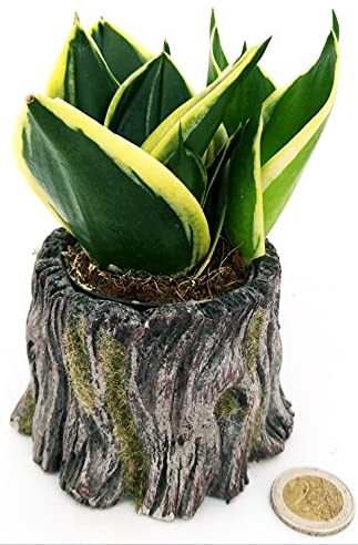 POWERS TO FLOWERS - SANSEVERIA BLACK JADE MINI IDEALE PER TERRARIUM, IN VASO CERAMICA TRONCO D'ALBERO, pianta vera
