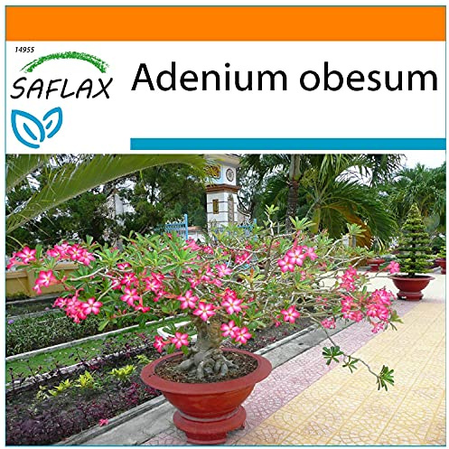 SAFLAX - Garden in the Bag - Bonsai - Wüstenrose - 8 Samen - Mit Anzuchtsubstrat im praktischen, selbst aufstellenden Beutel - Adenium obesum