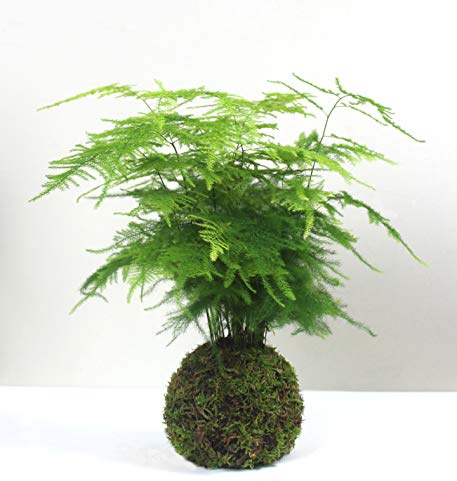 Desconocido Kokedama Asparagus Plumosus