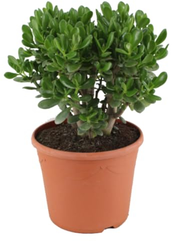 Plant in a Box - Crassula ovata 'Minor' XL - Plante d'intérieur - Succulente - ⌀ 30 cm - Hauteur 60-65 cm
