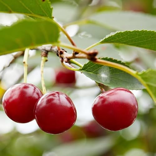 Prunus Avium Hedelfinger - Cerisier 120 cm en Pot - Plante En Pot - Floraison Avril - Hauteur 1,50 m
