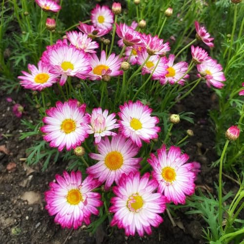 semillas de margarita - raras balcón resistentes para la decoración del jardín. variedades antiguas, primavera, 120pcs