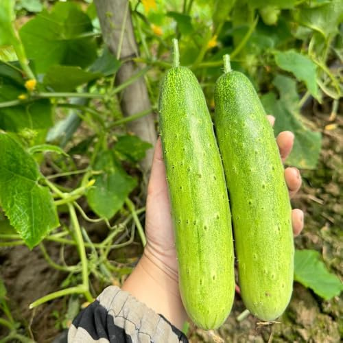 gurken gurkensamen exotische kletterpflanzen salatgurken hochbeete für garten exotische bio grünpflanzen anzucht kletterpflanzen wintergemüse anzucht kaufen steingartenpflanzen 1000samen