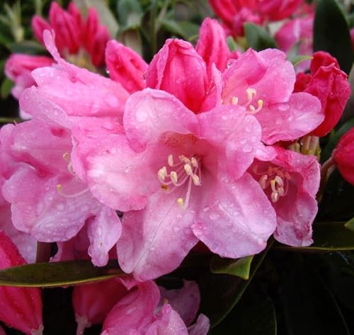 Rhododendron yakushimanum 'Taroko' Japanische Azalee 30-40 cm winterhart Freilandaufzucht
