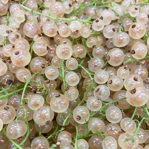 stachelbeeren, balkongewächshäuser säulenobstbäume winterhart obstbäume kaufen geschenke für gartenfreunde exotische 55samen