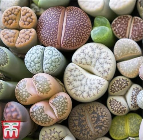 Living Stone Plant House Plant Seeds Lithops Mixed Tender Perennial Easy to Grow Your Own Houseplants 1x Pack Seed (Approx. 6 Seeds) by Thompson and Morgan