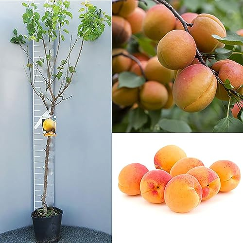 SAVINI VIVAI Pianta di Albicocco Precoce di Imola Piante da Frutto in Vaso 22-24 cm 2-3 Anni Altezza 130-150 cm Made in Italy