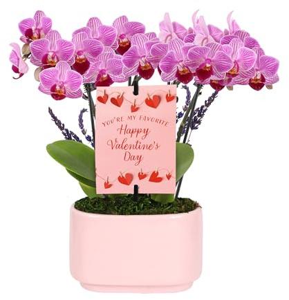 Green Circle Growers 4 Mini Pink Orchid with Lavender – Valentine’s Day Edition in Pink Ceramic Planter, Live Indoor Orchid Gift