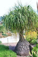 Seeds Beaucarnea recurvata, Rare Elephant piede Ponytail Palm chioma Bonsai 50 semi