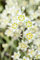 Zigadenus elegans ca. 9x9 cm Topf - Prärielilie, cremeweiße Blüten, Blütezeit Juni-August, ideal für Rabatten, pflegeleicht und winterhart