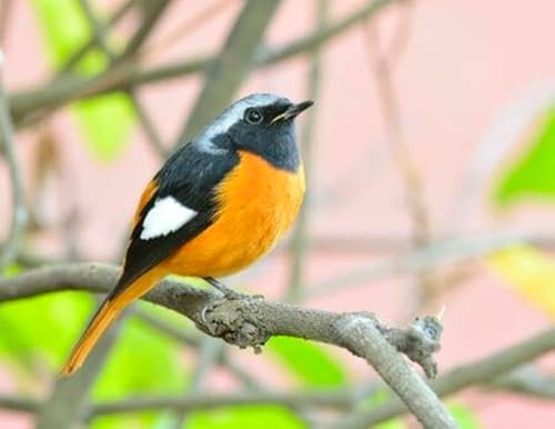 Acryl-Bild 70 x 50 cm: Daurian Redstart (Auroreus Phoenicurus) schöner dicker Vogel mit orangefarbenem Bauch, schwarzen Flügeln und Silber, der auf (66287054)