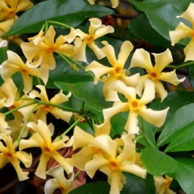 Sternjasmin 'Star of Tuscany' - Trachelospermum jasminoides 'Star of Tuscany' - 50-60 cm Topf - Duftende Kletterpflanze