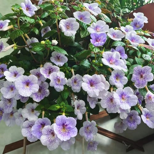 semi di achimenes, perenni resistenti, esterno 50pcs