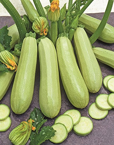 NIKA SEEDS - Seeds Vegetable Zucchini Squash 38 Days Aspirant Light Green - 30 Seeds