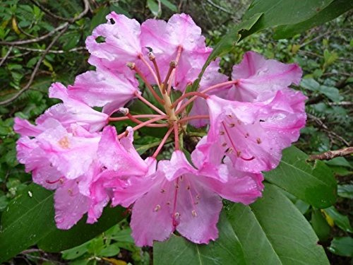 Seeds 10 Seeds by Rhododendron Macrophyllum Seeds Bigleaf Rododendro
