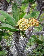 Pacchetto semi: Didieroides @ j @ esotiche rare succulente Cactus Semi 5 Semi