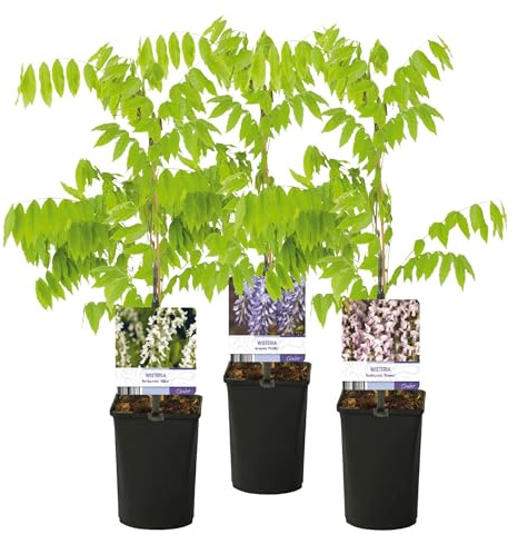 GreenboutiQ - Blauregen Pflanze Winterhart - Wisteria floribunda Tricolour - Blumen Blau Rosa Weiß - 3 Pflanzen - Topf 11cm Höhe 40cm