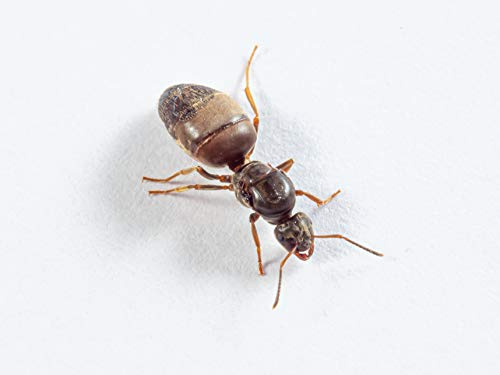 Antsrus live queen ant Lasius niger queen with eggs (starter kit)