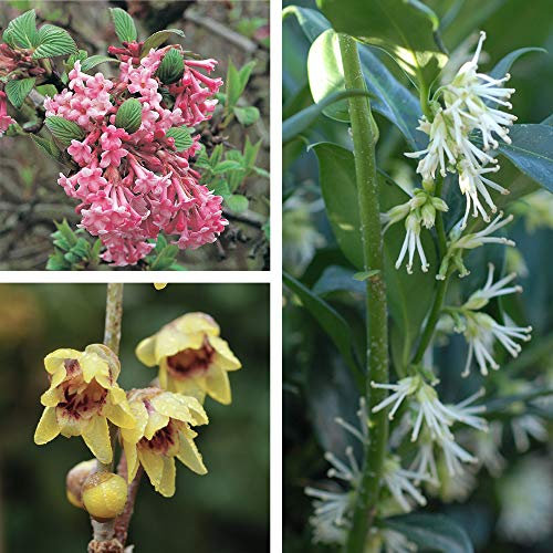 Fragrant Winter Flowering Shrubs Collection Fully Hardy Easy to Grow and Highly Scented Outdoor Winter Plants, 3 x Winter Plants (Viburnum, Chimonanthus & Sarcocca) in 9cm Pots by Thompson and Morgan