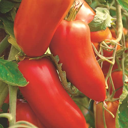 50 Graines de Tomate San Marzano - légumes semis potager - semences paysannes reproductibles - SemiSauvage