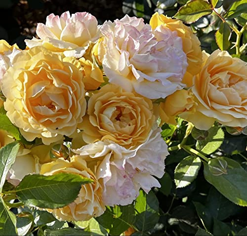 'Absolutely Fabulous' Standard Rose (80cm) - Fragrant Ruffled Yellow Blooms - 7L Potted - Lovely Gift Idea